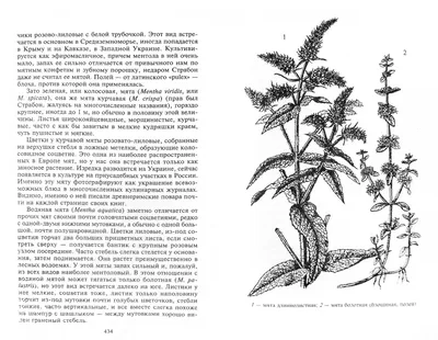 Использование в пищу дикорастущих съедобных растений | Президентская  библиотека имени Б.Н. Ельцина