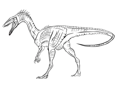 раязавры динозавры раскраска страницы Иллюстрация вектора - иллюстрации  насчитывающей страница, одичало: 244324457