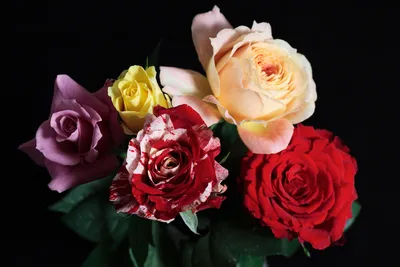 Цветы на ватсап красивые - фото и картинки: 69 штук