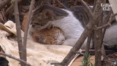Бродячий кот защищает своего больного друга с травмой от опасности /  Животное в кризисе EP