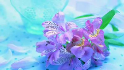 Красивый фон на экран компьютера | Purple flowers wallpaper, Flower desktop  wallpaper, Beautiful flowers wallpapers
