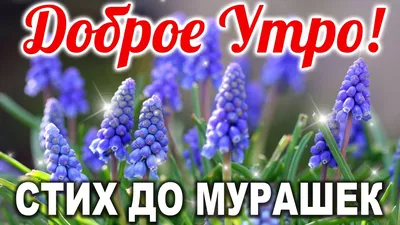 С добрым утром и хорошим днём! Настроения позитивного! ~ Открытка (плейкаст)