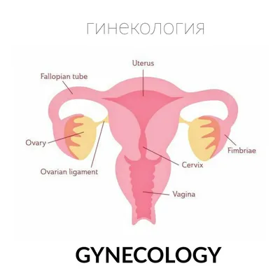 4 схемы расположения слов в английском предложении