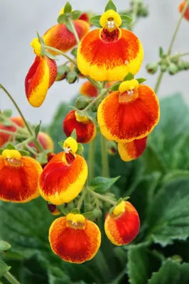 Calceolaria 'Calynopsis Yellow Red' | Calceolaria (Pocketbook Plant) |  Ebert's Greenhouse