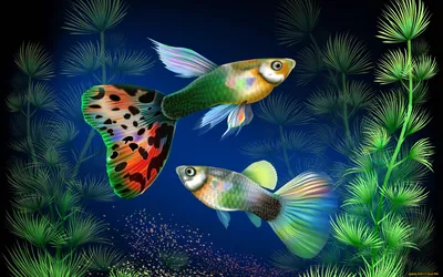 Обои рыбы, аквариум, плавать, стол, стекло картинки на рабочий стол, фото  скачать бесплатно