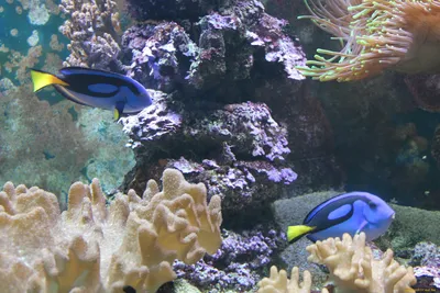 Обои аквариум - подводный мир | Своя — обои и картинки