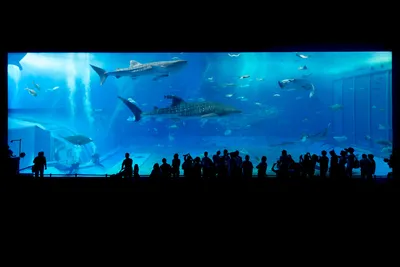 Обои аквариум, рыба, подводный мир, зеленая рыбка, иглобрюх для рабочего  стола #35851