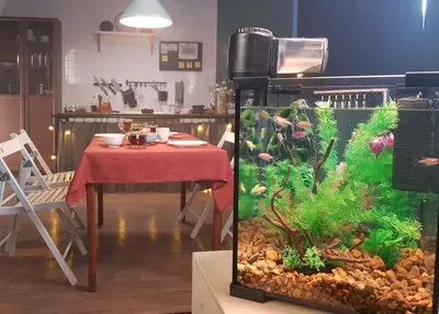 Прикольный аквариум на рабочий стол - YouTube