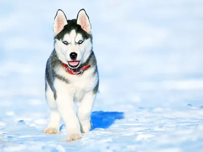 красивые картинки :: обои (большой размер по клику) :: хаски (husky,  сибирская хаски, сибирский хаски, ) :: продолжение в комментах :: Природа  (красивые фото природы: моря, озера, леса) :: большое разрешение ::