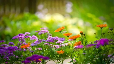Летний сезон дождей зеленая трава фиолетовые цветы Hd обои для рабочего  стола Фон Обои Изображение для бесплатной загрузки - Pngtree
