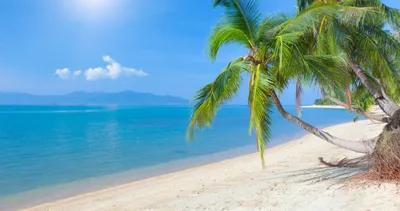 Фон рабочего стола где видно море, пальмы, солнце, песок, пляж, остров,  тропики