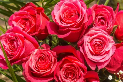 Обои Цветы Розы, обои для рабочего стола, фотографии цветы, розы, букет  Обои для рабочего стола, скачать обои картинки заставки на рабочий стол.