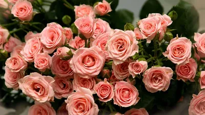 Обои для рабочего стола цветы розы - красивые фото