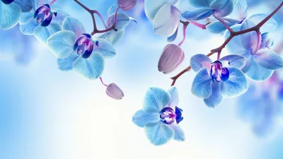 Обои на рабочий стол Цветы орхидеи на светлом фоне, обои для рабочего стола,  скачать обои, обои бесплатно