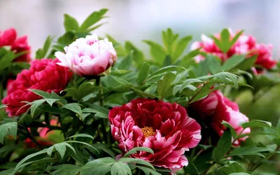Георгины Розовые цветы Обои Роза, хризантема, цветок, пурпурный, обои для рабочего  стола png | PNGWing