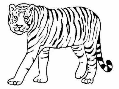 Раскраски Тигр распечатать бесплатно в формате А4 (23 картинки) |  RaskraskA4.ru