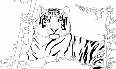 Раскраски Тигр - распечатать в формате А4