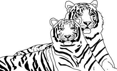 Белый тигр - Животные - Раскраски антистресс