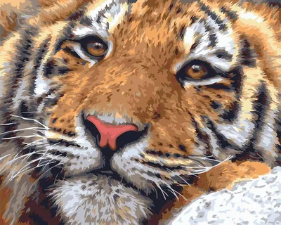 Раскраски тигр, Раскраска Тигренок Нала Дикие животные.