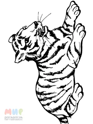 Набор для раскрашивания по номерам Selecta «Тигры» 30х40 см — купить в  интернет-магазине «Домаркет» с доставкой в Москве или самовывозом