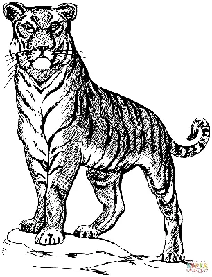 Раскраски Тигр. Скачать или распечатать раскраски Тигр