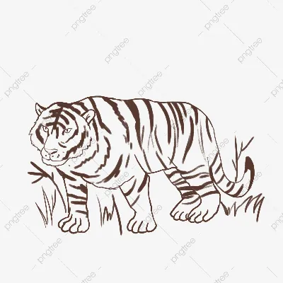 Раскраска Тигр - детские раскраски распечатать бесплатно