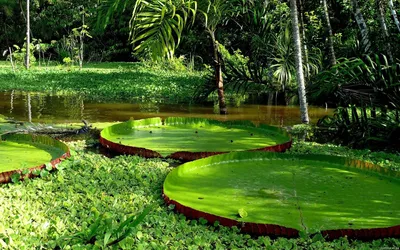 Гігінтські лілії Амазонки — Природа — Шпалери для робочого столу