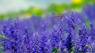 Шпалери на монітор | Літо | природа, літо, квіти, лаванда, комаха