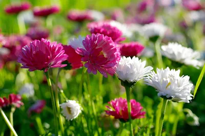 Шпалери на монітор | Квіти | літо, хризантеми, квіти, природа