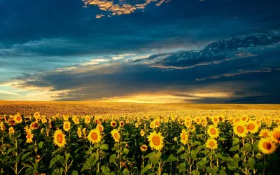 Шпалери на монітор | Літо | соняшники, Украина, поля, небо, красиво