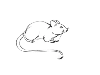 Мышь детский рисунок - 59 фото