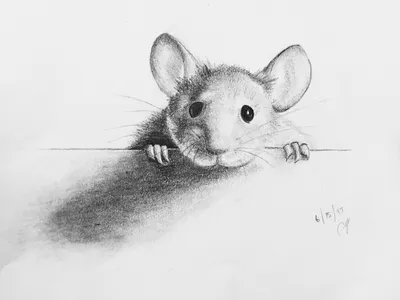 Мышь рисунок карандашом - 75 фото