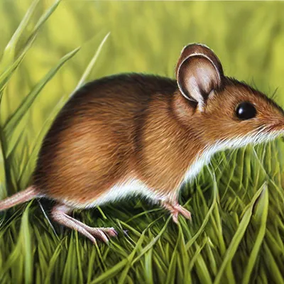 Детский рисунок мышонка (47 фото) » рисунки для срисовки на Газ-квас.ком