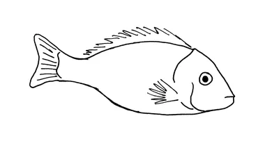 Рисунки золотой рыбки для срисовки (50 фото)