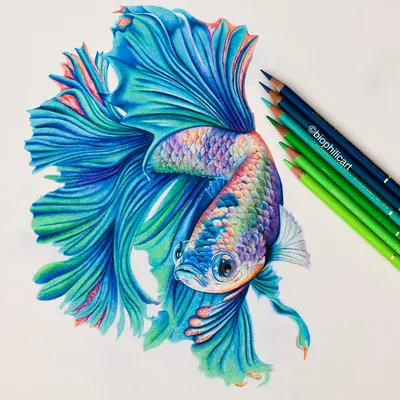 Тропическая Рыба Векторный Набросок Животного Чёрная Рыба Ангел Рисование  Аквариума Векторное изображение ©OlgaChernyak 549470492