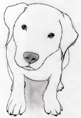 Рисунки карандашом поэтапно милые собачки (47 фото) » рисунки для срисовки  на Газ-квас.ком