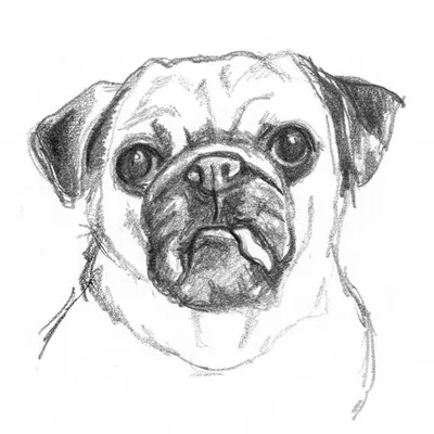 Простые рисунки собак для начинающих (48 фото) » рисунки для срисовки на  Газ-квас.ком