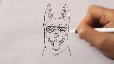 изображение лица для рисования собаки и векторного рисунка рисунок  винтажный водок. Иллюстрация вектора - иллюстрации насчитывающей  сортировано, изолировано: 241824684