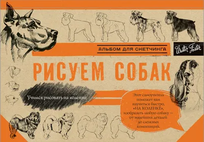 Как нарисовать собаку анатомически правильно | ЖИВИ ТВОРЧЕСТВОМ | Дзен