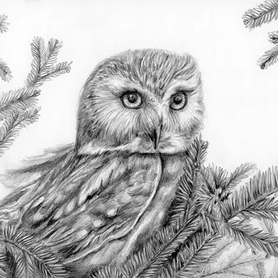 Глаза совы рисунок карандашом - 66 фото