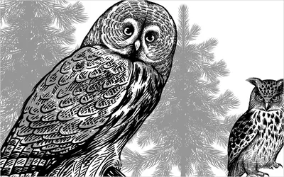 Мультипликационный рисунок совы, из мультиков, сова, мультфильм, птица png  | Klipartz