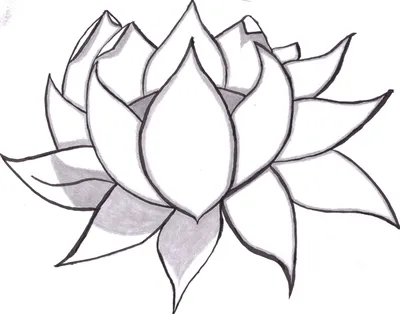 Рисунки растений карандашом для срисовки (65 фото) 🔥 Прикольные картинки и  юмор