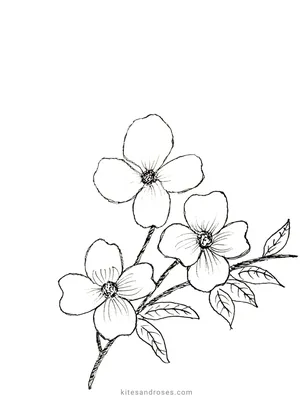 Цветы Срисовки Легкие Пошаговые (800 Рисунков) Рисунки Для Начинающих  Карандашом Простые Идеи Красивые Картинки