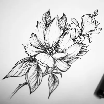 Рисунок розы простым карандашом | Срисовка картинки для начинающих поэтапно  и легко - YouTube