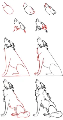 Как нарисовать волка: карандашом поэтапно | Эскиз волка, Рисунок животных,  Рисовать животных