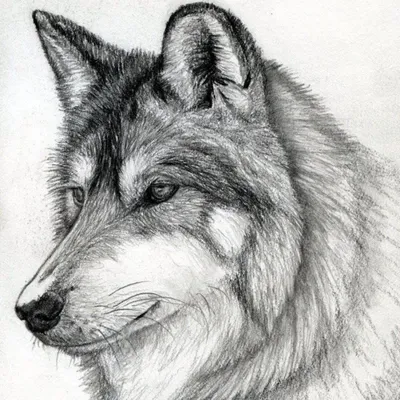 Волк арт для срисовки - 62 фото