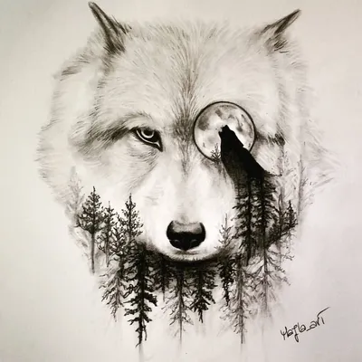 Рисунок волка карандашом для срисовки - 43 фото