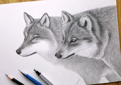 100 картинок волка карандашом для срисовки