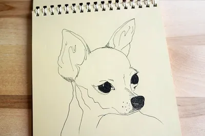 Красивые рисунки для срисовки милые животные (44 шт)