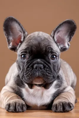 Обои сотового телефона собаки щенка Daschund портрета Wirehaired Стоковое  Изображение - изображение насчитывающей фасоли, обожать: 104844563